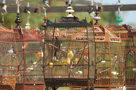 Bird in cage collected together for Bird Singing Contestの写真素材