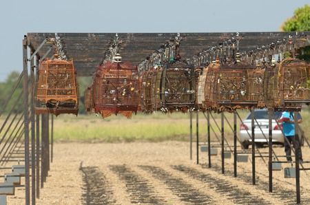 Bird in cage collected together for Bird Singing Contestの写真素材