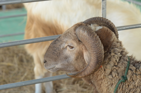 Close view of goat headの写真素材