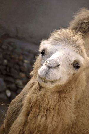a smile from a camel captured in moscow zooの写真素材