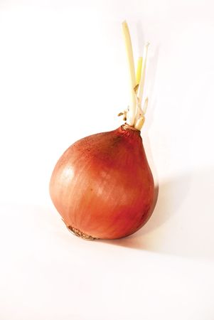 onion isolated with green sprout white backgroundの写真素材