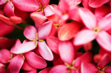 Beautiful tropical flowers closed upの写真素材