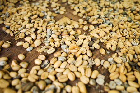 Fresh Luwak coffee beans in Bali, Indonesia