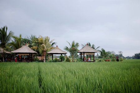 Rice fields in Bali, Indonesia. Rice fields are the most important tourist attraction in Bali.の写真素材