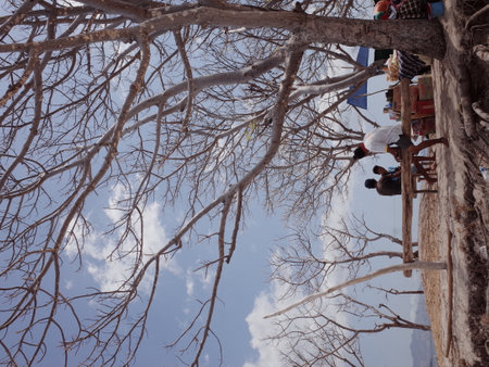 Hanging tree in winter with blue sky and white clouds. Chiang Mai, Thailand.