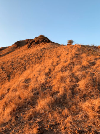 Dry grass on the top of a mountain in the morning lightの写真素材