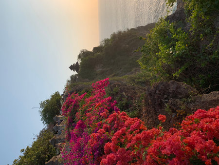 Colorful bougainvillea flowers on the cliff at sunsetの写真素材