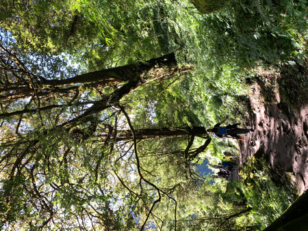 Climbing a tree in the forest on a sunny day.