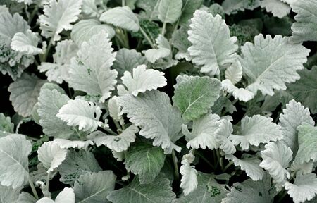 Pale green plants of Dusty-Miller 'Cirrus'の写真素材