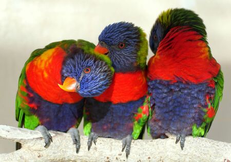 Rainbow lorikeet cleaning the feathers on each otherの写真素材