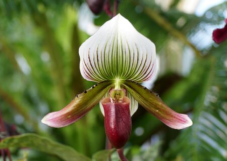 Beautiful dark purple and white paphiopedilum orchidsの写真素材