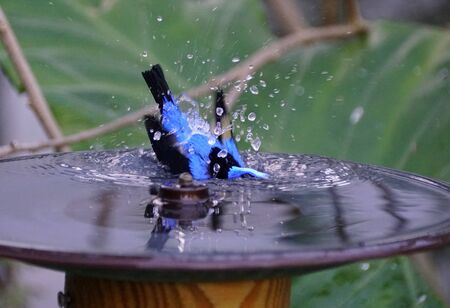 A yellow legged honeycreeper splashing water on the bird bathの写真素材