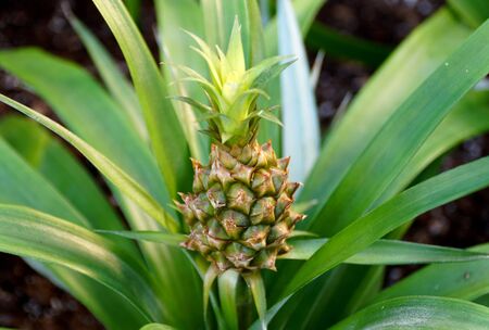 Tiny pineapple Ananas Comosus from a bromeliad familyの写真素材