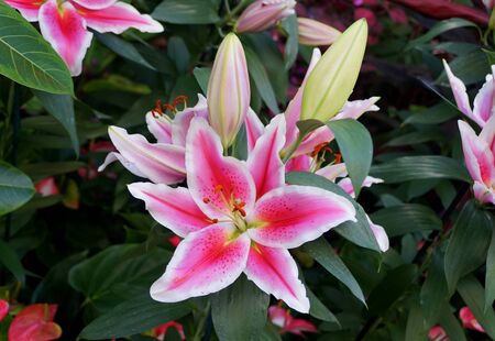 Beautiful pink and white flower of Oriental Hybrid Lily 'Siponto'の写真素材