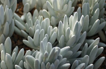 Cocoon plant, a perennial South African small shrubの写真素材