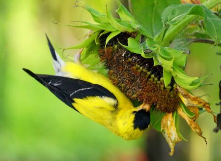 A beautiful American Goldfinch eating sunflower seeds in the summer