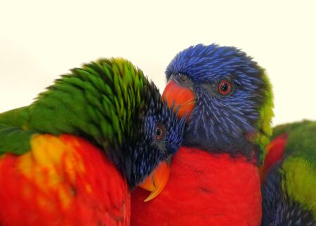 Two rainbow lorikeets cleaning the feathers on each otherの写真素材