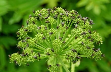 Swarm of flies on top of Angelica flowers near Seljalandsfoss, Iceland in the summer