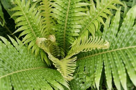 Beautiful foliage of Rib Fern Silver Lady, a tropical plant