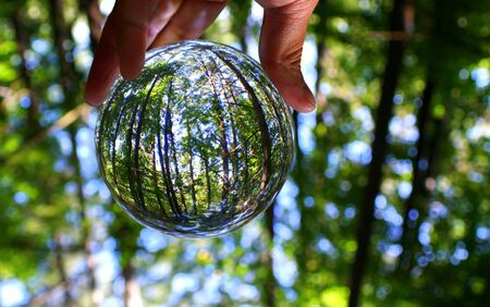 The green forest captured through a crystal lens ballの写真素材