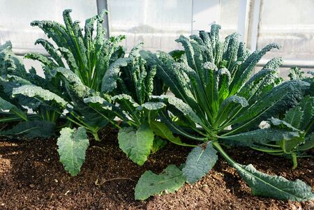 Healthy and fresh green kale 'Nero di Toscano' on the ground