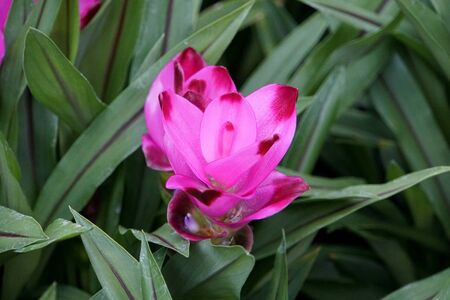 Beautiful pink and purple color of Curcuma Curalimei Siam Splash flowerの写真素材