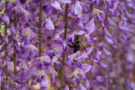 A bee pollinating purple wisteria flowersの写真素材