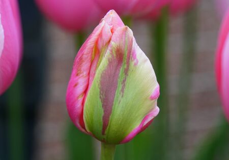 Beautiful pink and green tulips flowerの写真素材