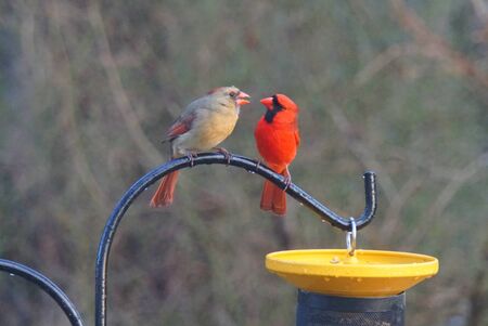 A male and female cardinal standing on a pole next to a bird feederの写真素材