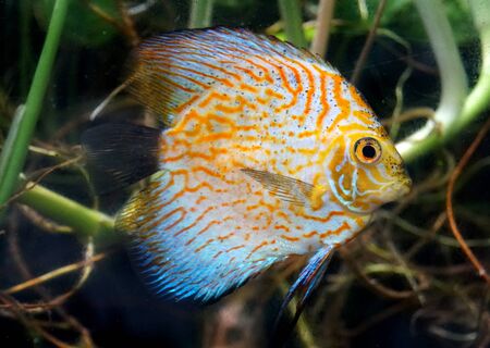 Close up of yellow carnation pigeon discus inside an aquariumの写真素材