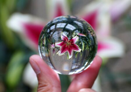 Oriental Trumpet Lily through a crystal lens ballの写真素材