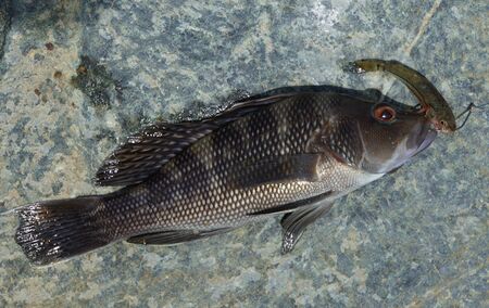 Black seabass on a fishing hook with a minnow as bait