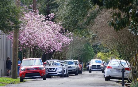 New Orleans, Louisiana, U.S.A - February 8, 2020 - The view of the traffic overlooking beautiful magnolia tree near The Garden Districtのeditorial素材