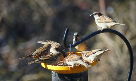 A group of house finch eating seeds on a bird feeder