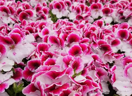 Beautiful bi-color Regal Geranium flowers blooming in the Springの写真素材