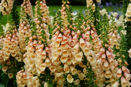 Beautiful Dalmatian Peach foxglove flowers blooming in the Springの写真素材