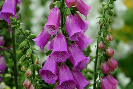 Purple foxglove flowers blooming in the Spring