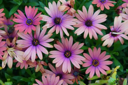 Beautiful Osteospermum Soprano purple flowers at full bloomの写真素材