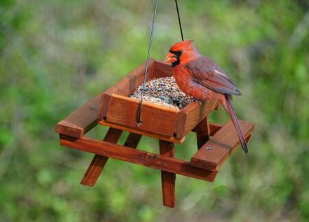 A red cardinal eating seeds on the wooden bird feederの写真素材