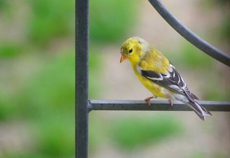 A beautiful American Goldfinch perching on the metal poleの写真素材