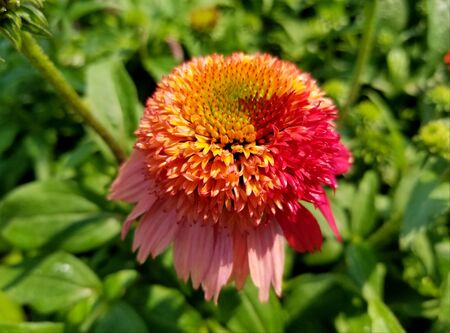 A close up of Coneflower Double Scoop Raspberry flower in half bloomの写真素材