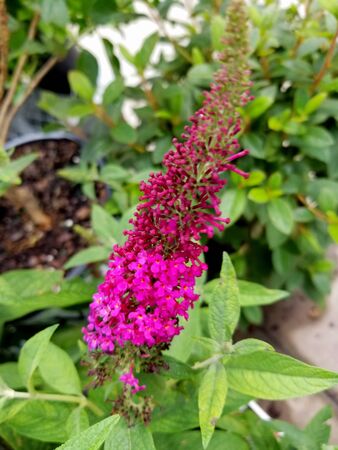 Bright pink color of 'Miss Molly' butterfly bush