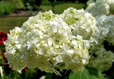 Beautiful cluster of white hydrangea blooming in the summer