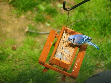 A bluejay eating seeds on a wooden picnic table bird feederの写真素材