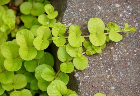 Beautiful Creeping Jenny ground cover plant climbing on top of a rockの写真素材