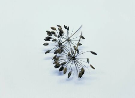 Dried dill seeds on a white isolated background
