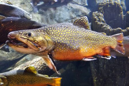 Close up of a rainbow trout inside an aquariumの写真素材
