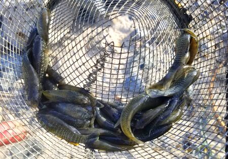 Close up of minnows for fishing bait inside a trap bucketの写真素材
