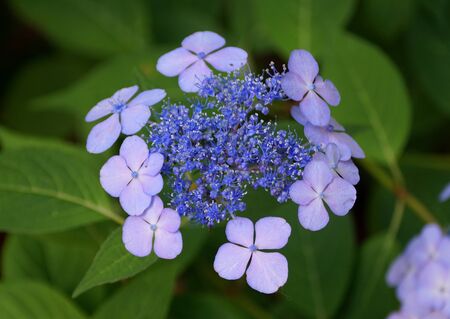 Beautiful lacecap hydrangea in light blue color