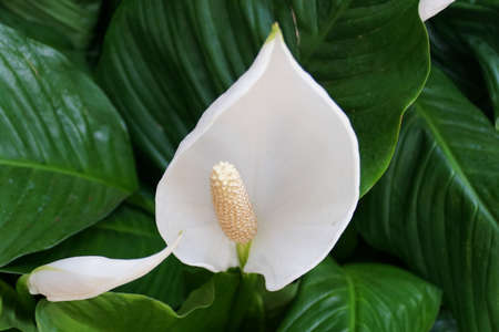 Beautiful white Spathe 'Crystal Cupido' flower at full bloom